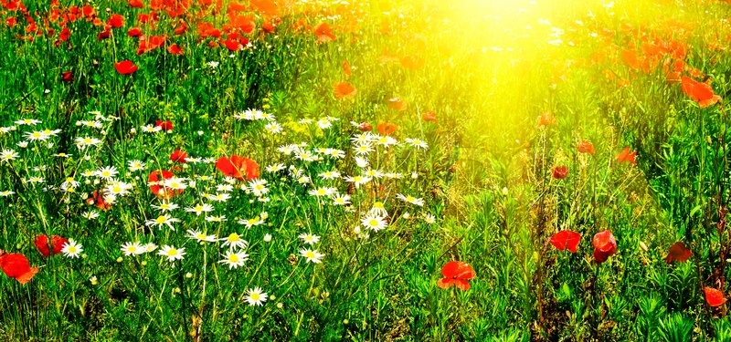 800px_COLOURBOX2649161