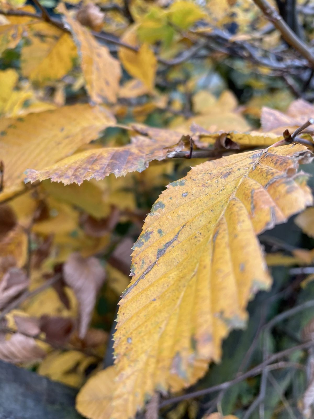 805D2E5F-3F76-486C-B3D5-FB2318153E8B