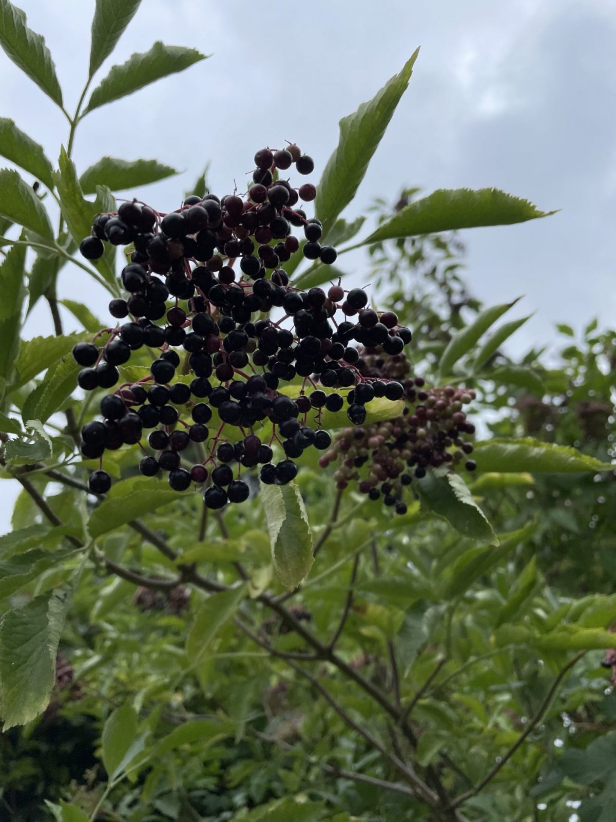 816E245D-AEAB-47A0-A9AB-F16CD32E0928