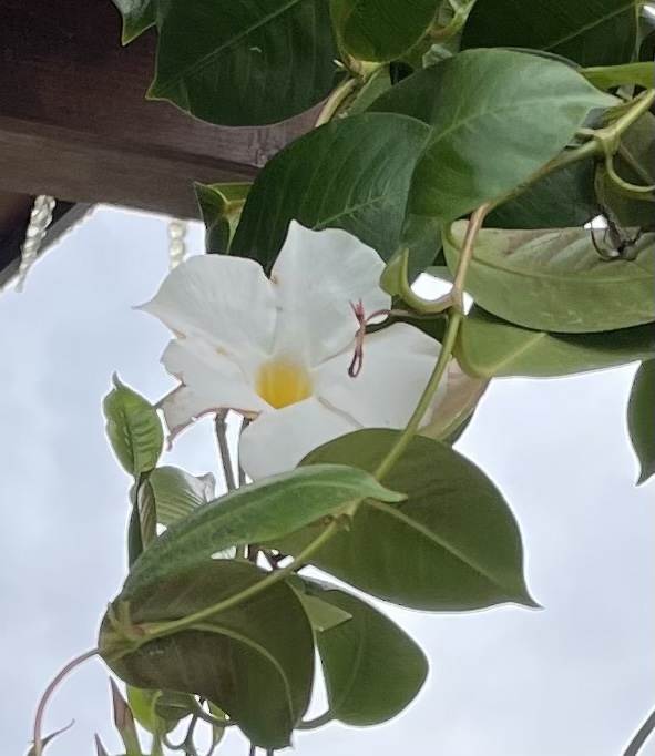 81AE6328-86EA-40EE-AE48-2E6C879D3BAB