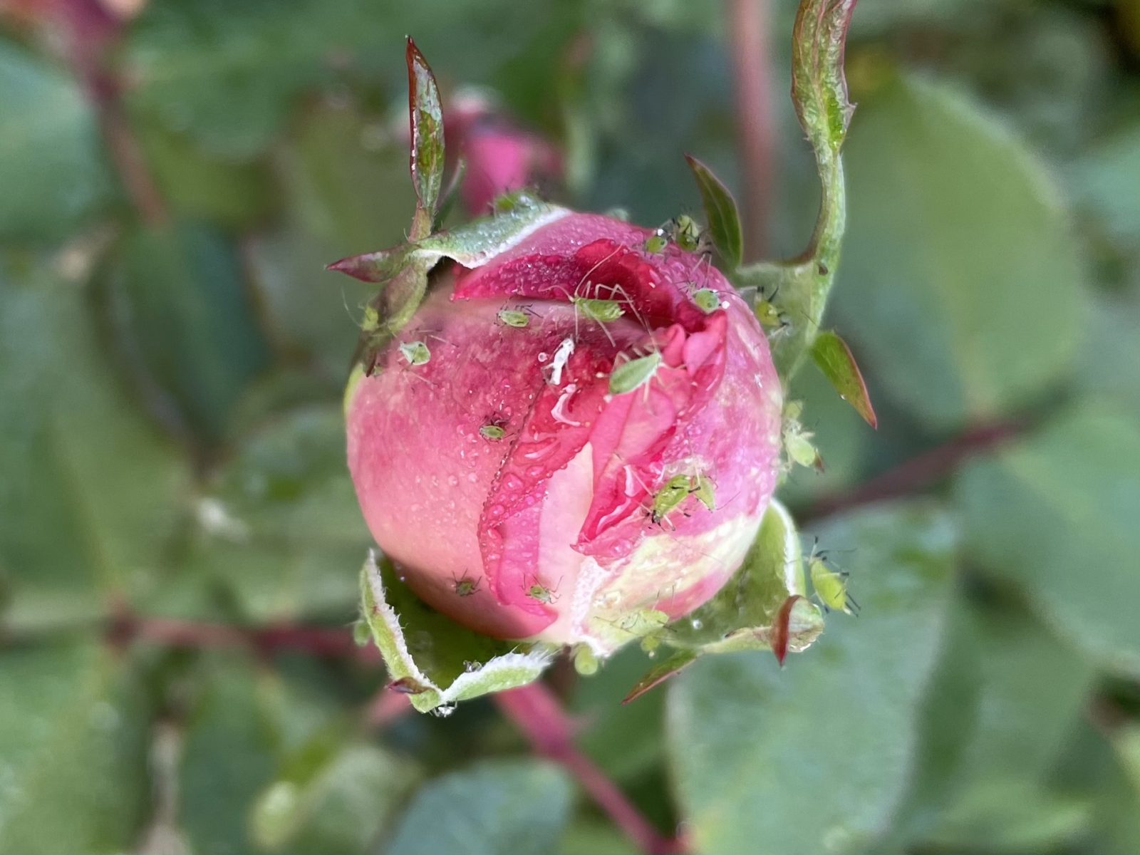 822C95BF-CD3B-47CB-A0F9-04F16ECE1C52