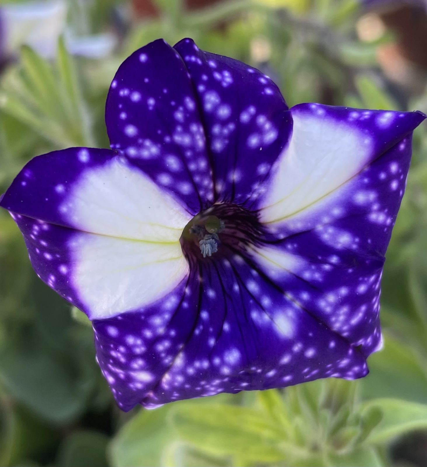 8262B33A-E373-44E1-9D88-C6D62178CD29