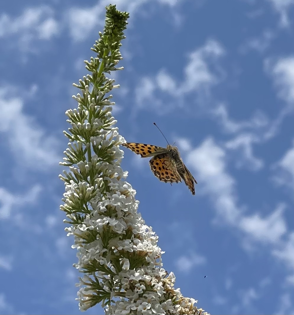 831875FB-4EE0-422A-AADE-D23D65A0661F