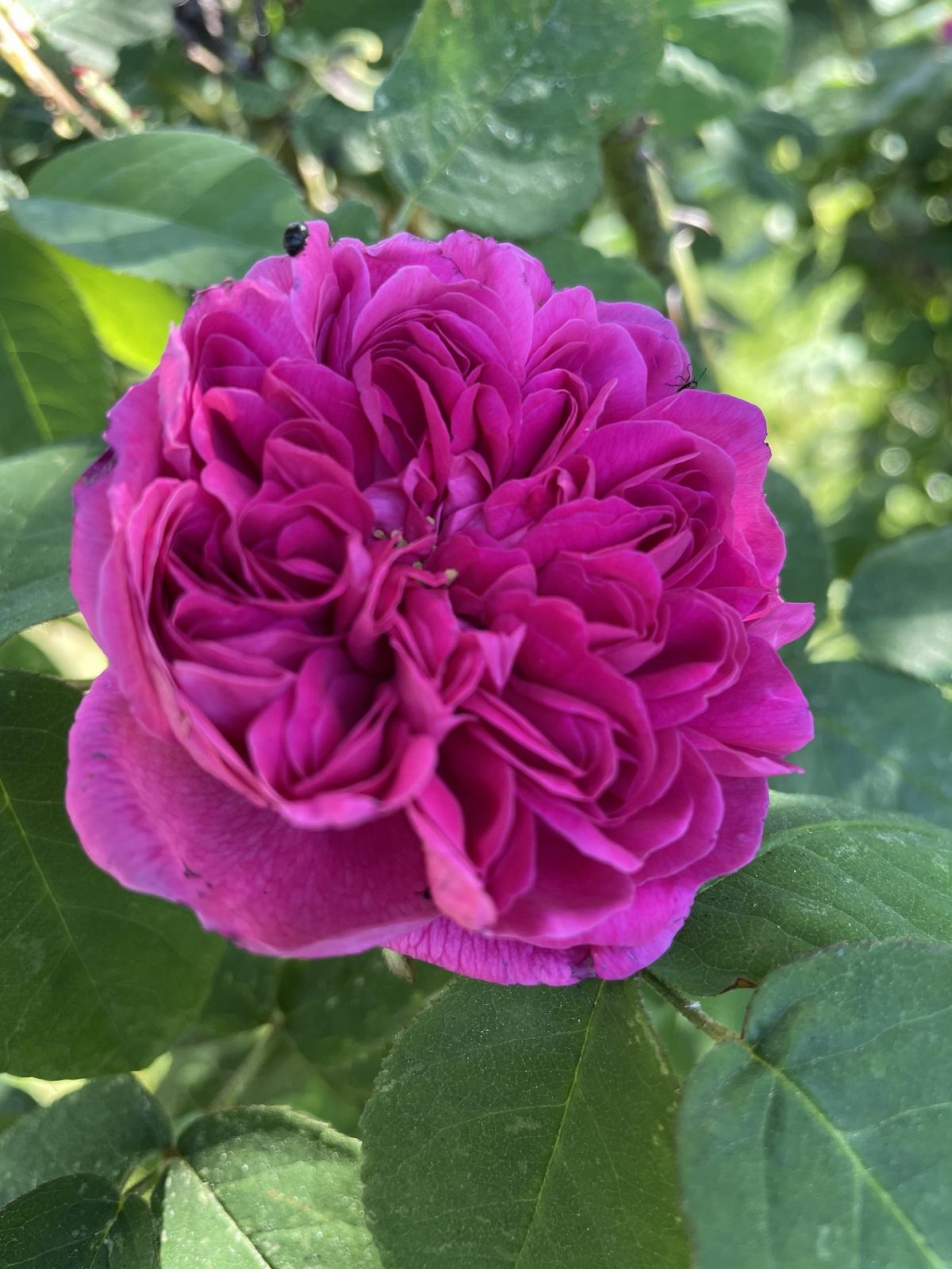 83DF0A6C-AC62-419C-BC44-DEB396BC07D2