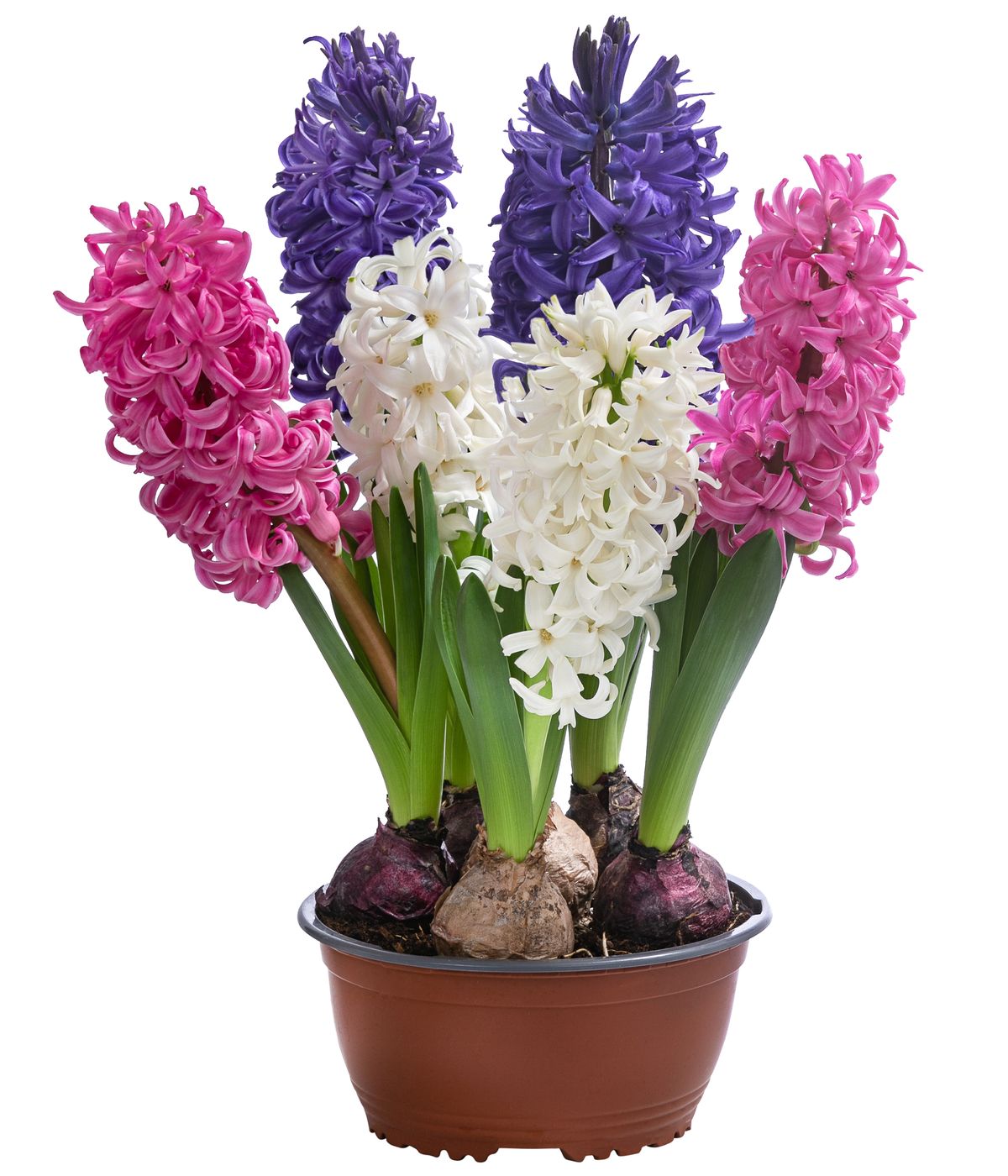 8620569_WE_FS_001_HyazintheMixSchaleT17 (1)