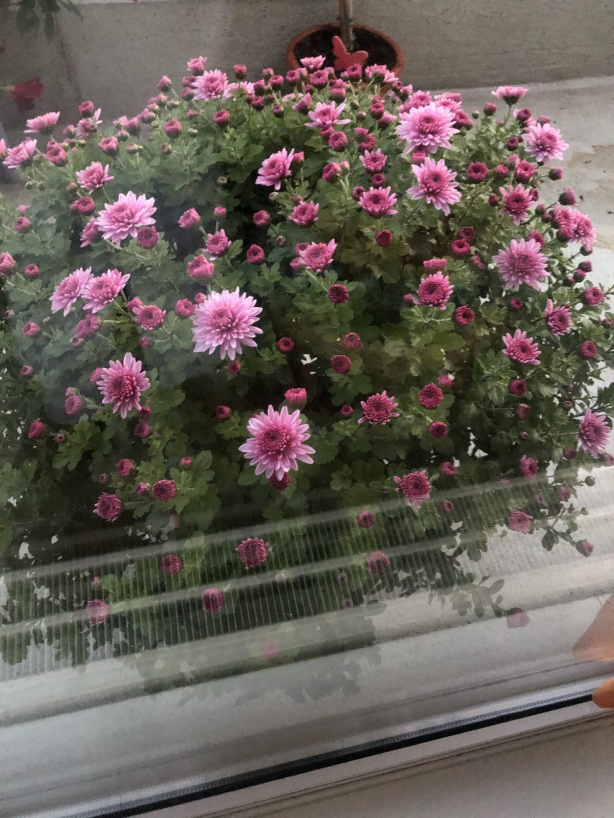 868584A1-B7E1-444F-9C41-801DA30B741C