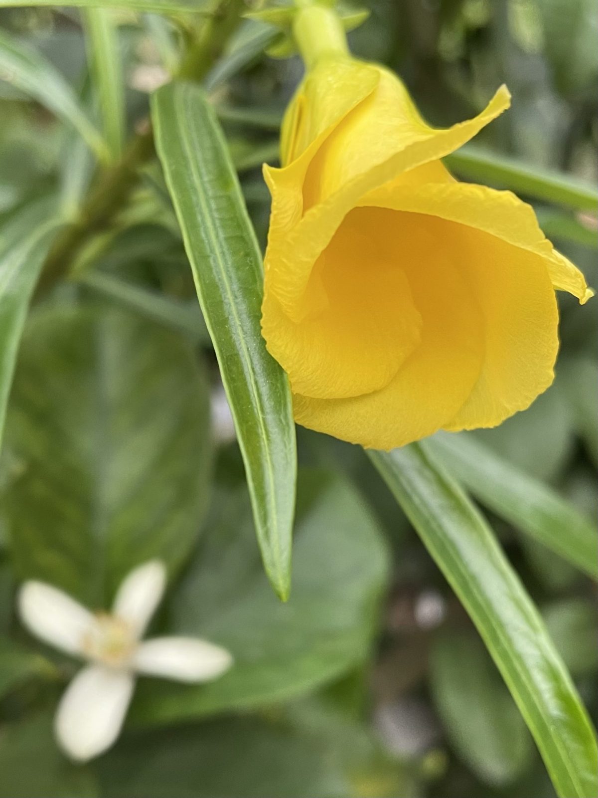 87AEC156-0C85-4F6C-ACCA-62C325287E6E