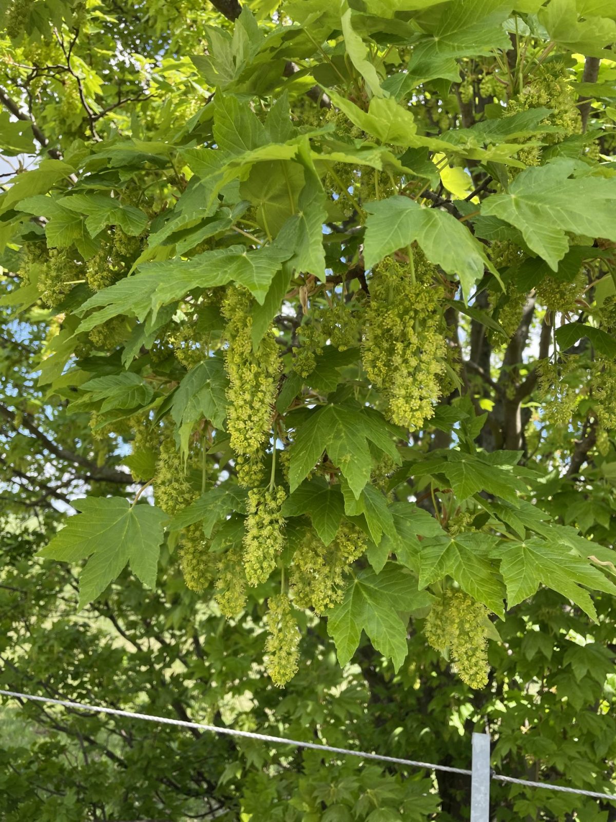 87D7D2E1-0CAA-4BA8-94A0-2C3BE2584321