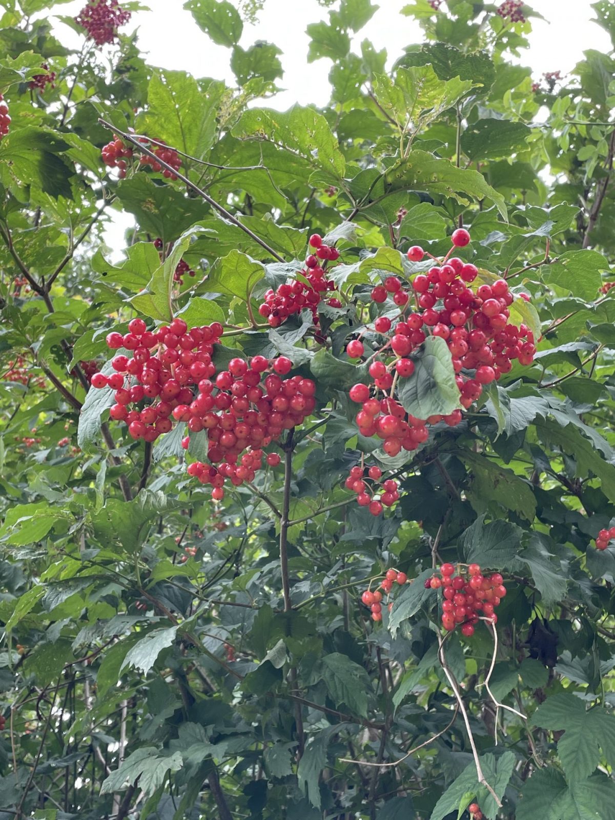 88043555-54BE-4EA2-BA2C-260E68D21AD5