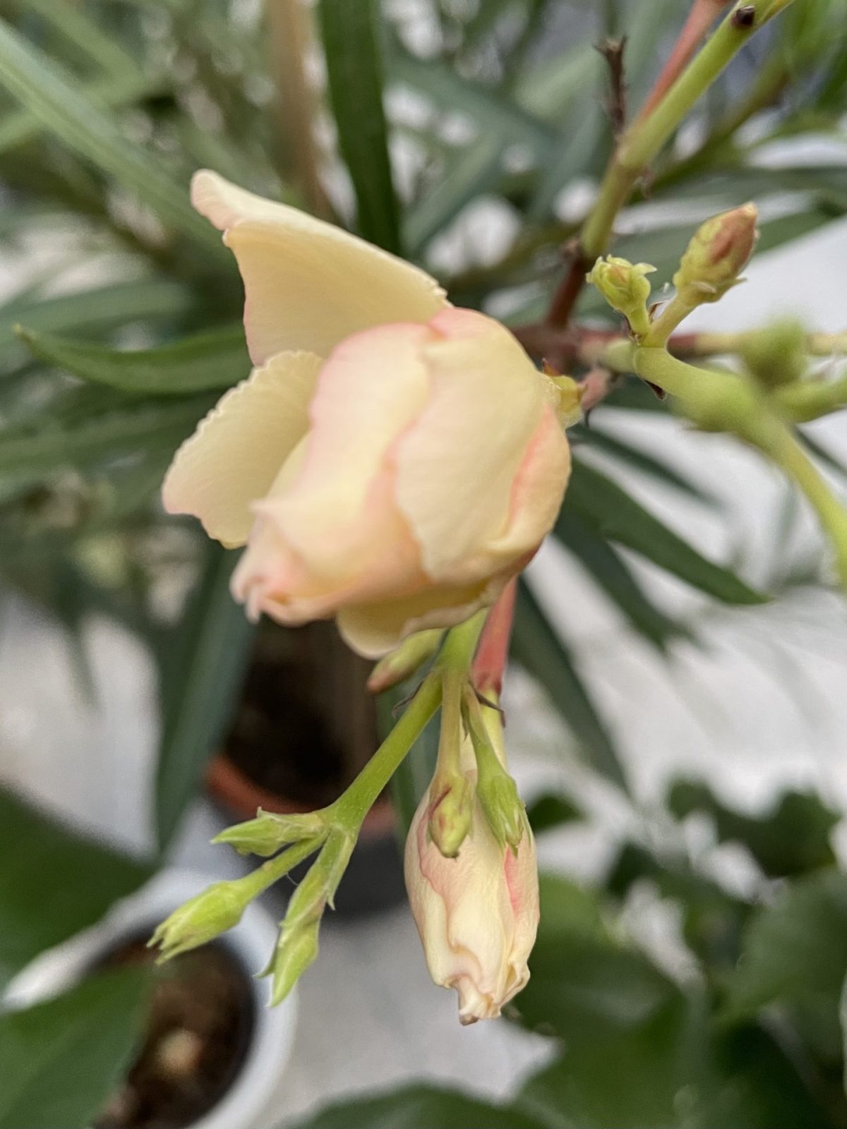 88B4DB5C-CA2F-4048-82DA-91917BD6F7BF