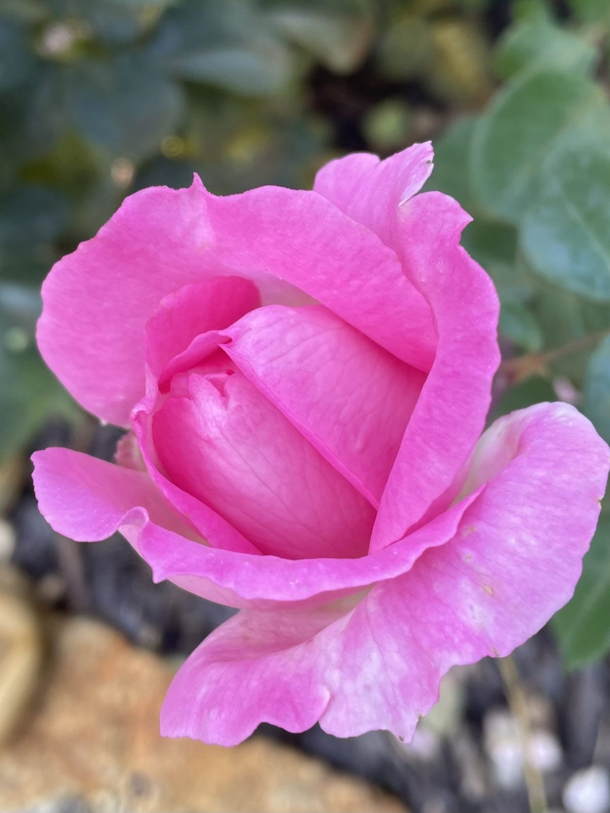 8B4C8FD5-B1A5-45E2-A051-C78C4E46C4E1