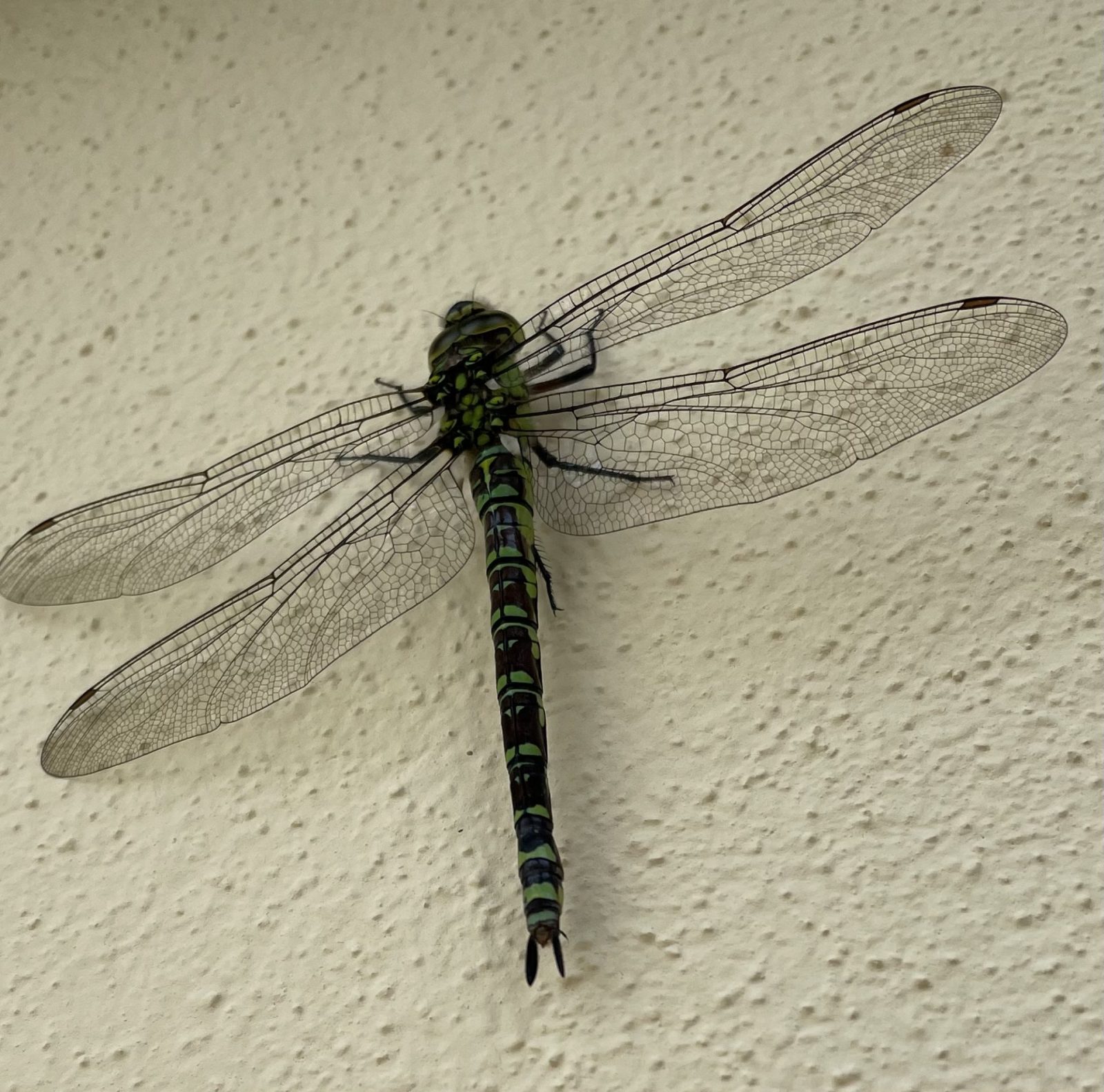 8C1B261B-15E0-4025-875A-682990B34346