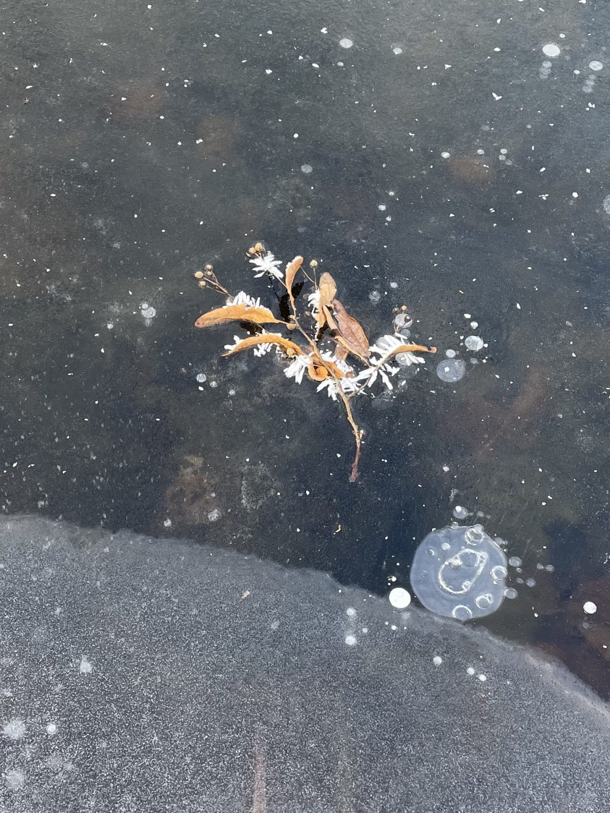 8DE8A8EF-2FF1-48AA-AB44-FEA69E94AD41