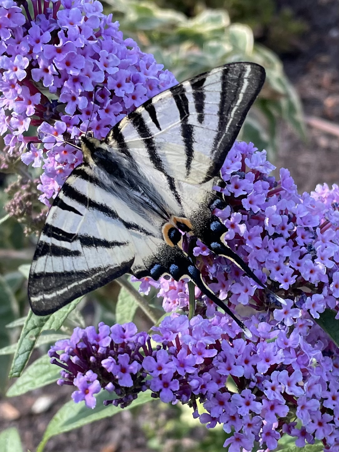 8F71CF41-499D-46FB-A2CD-18C97C05B56B