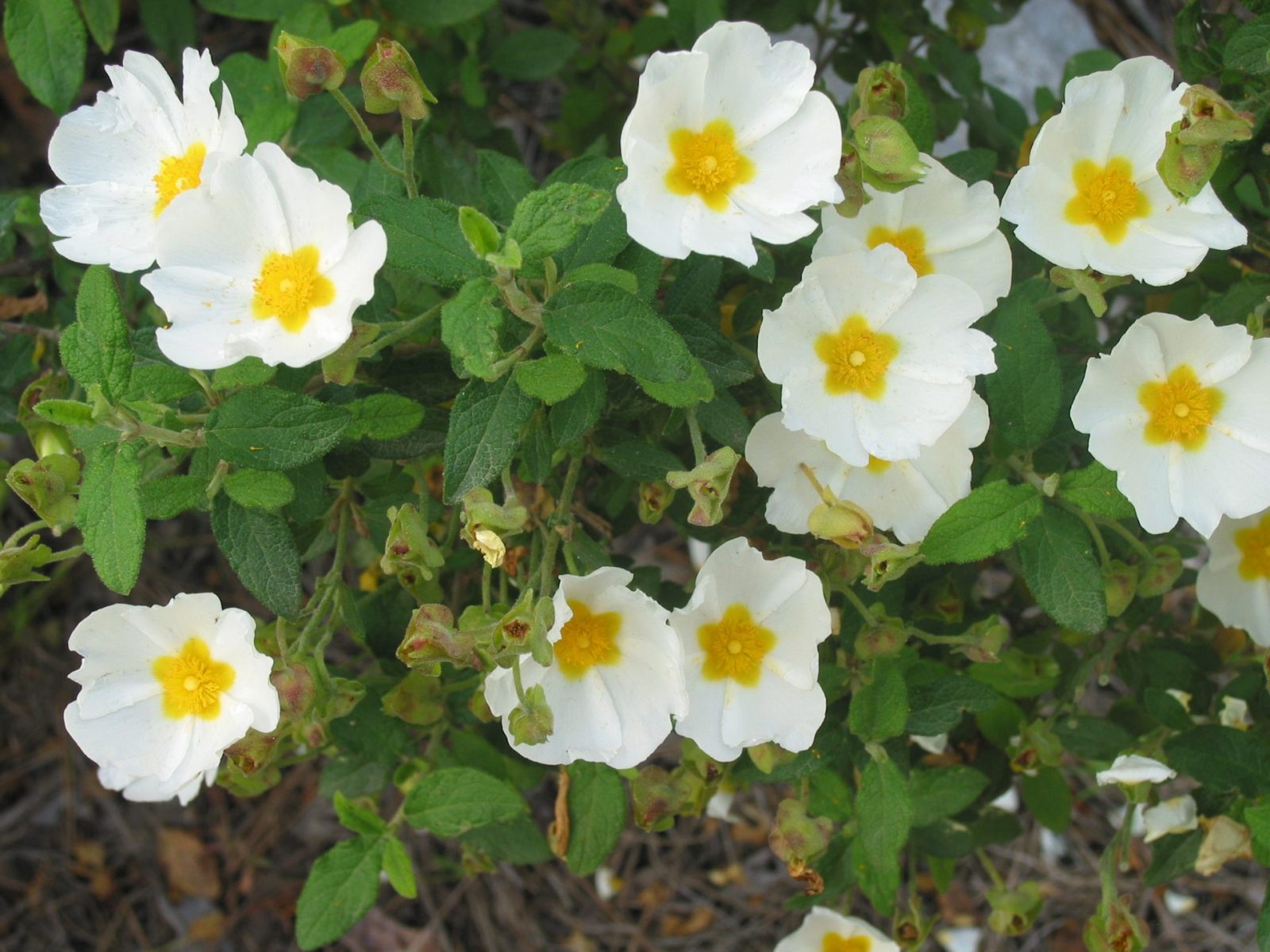 9.4.2008-27. März Urlaub ab 8.4.bis 13.4. (591)