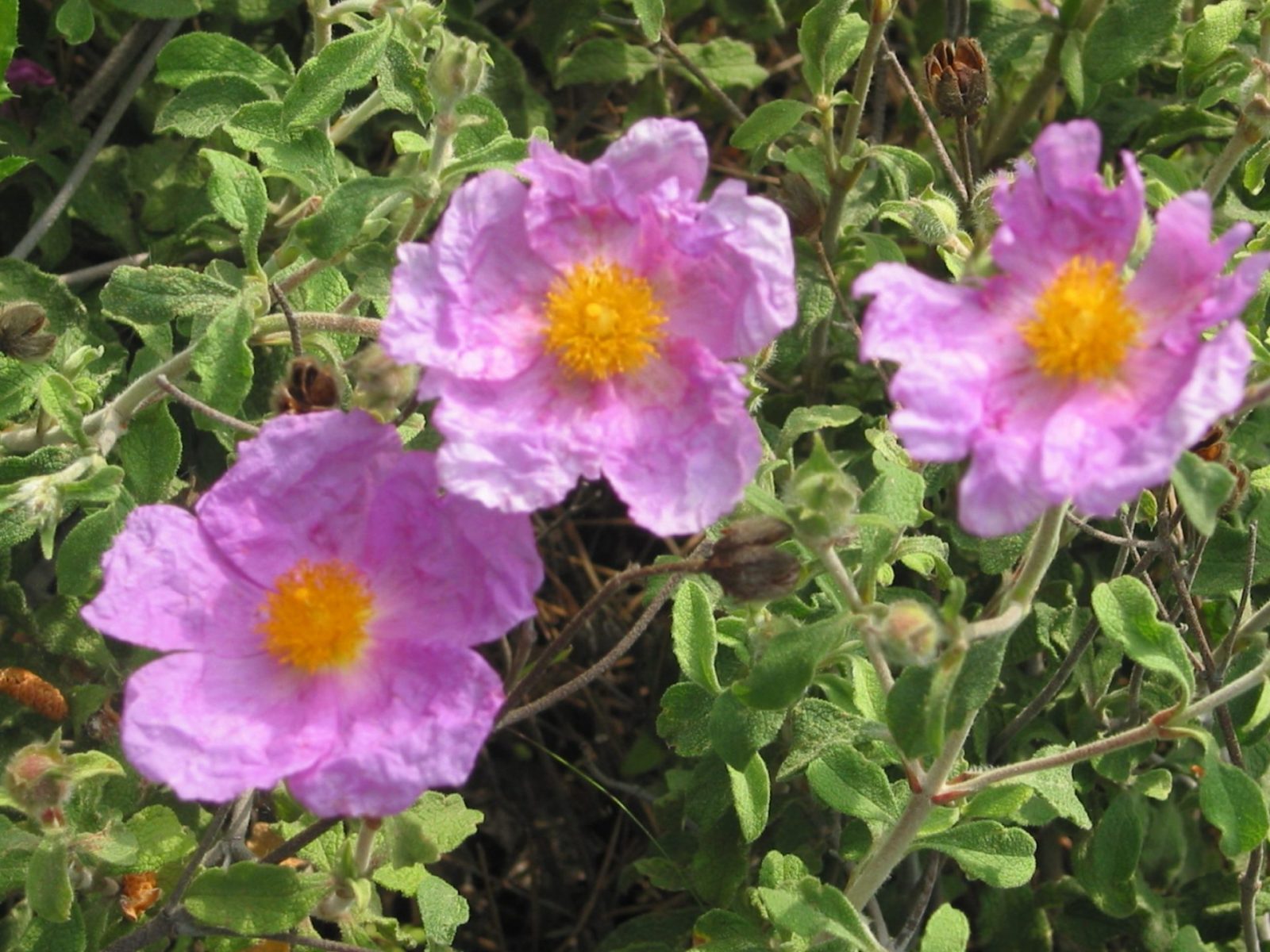 9.4.2008-27. März Urlaub ab 8.4.bis 13.4. (592)