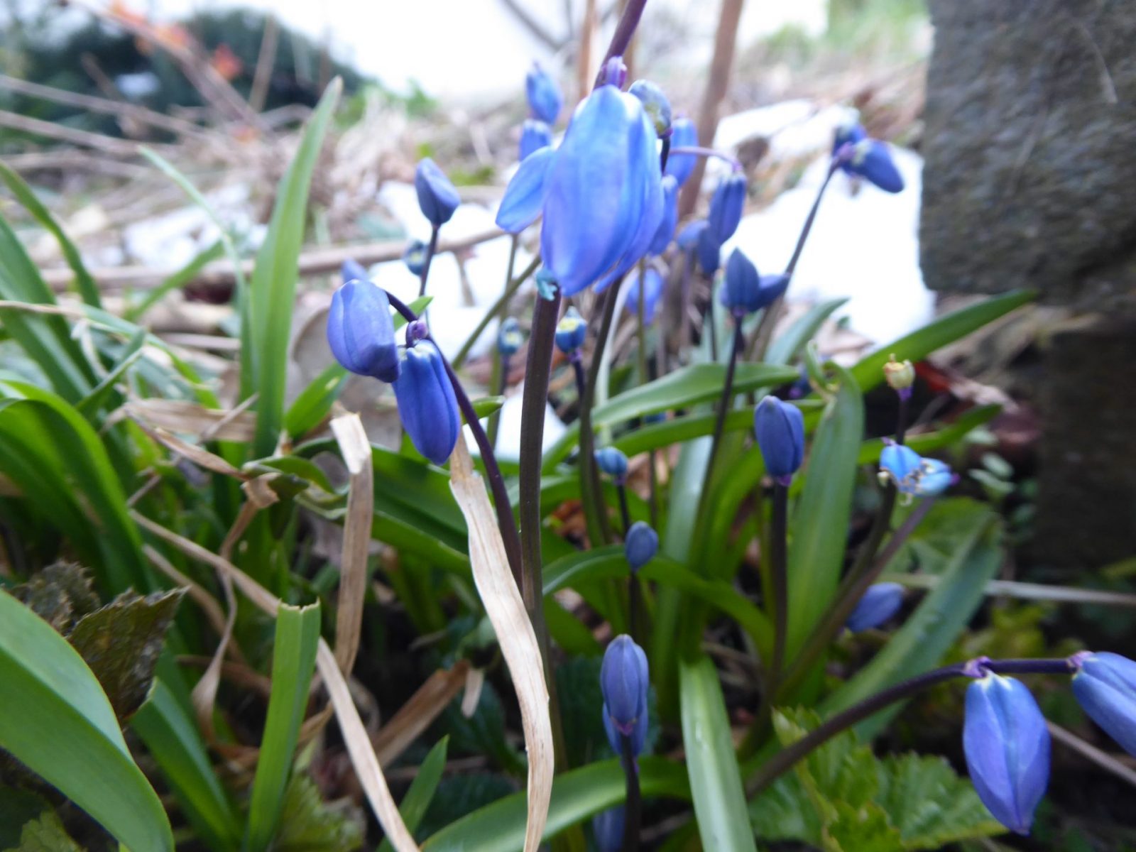 9.4.2021 Am Freitag den 9.geimpft.. (71)