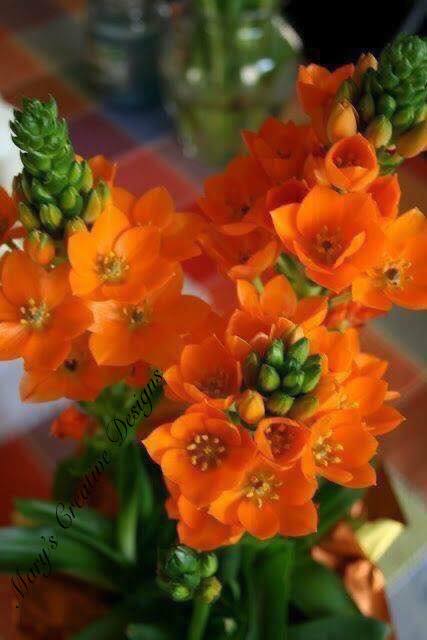 90098385_2570724883165313_7301497003664474112_n