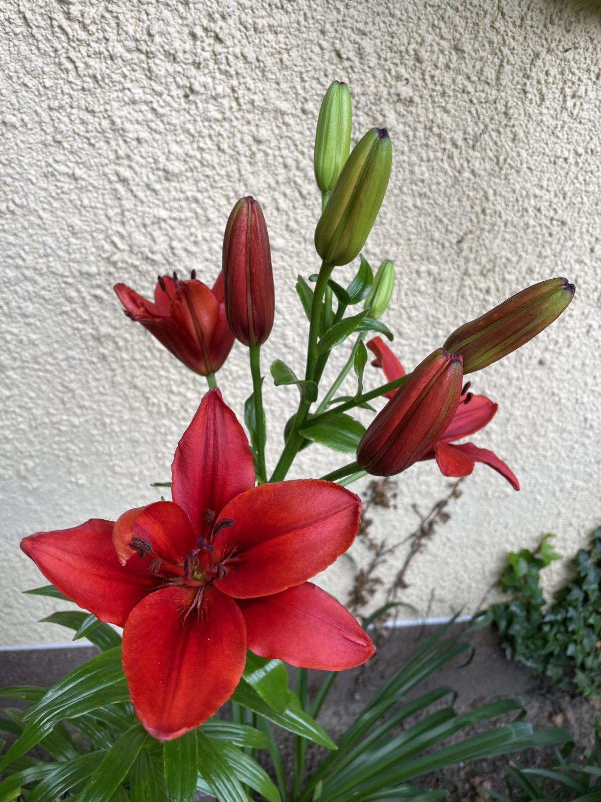 90156E9F-7488-454C-B8AA-C057C52676C7