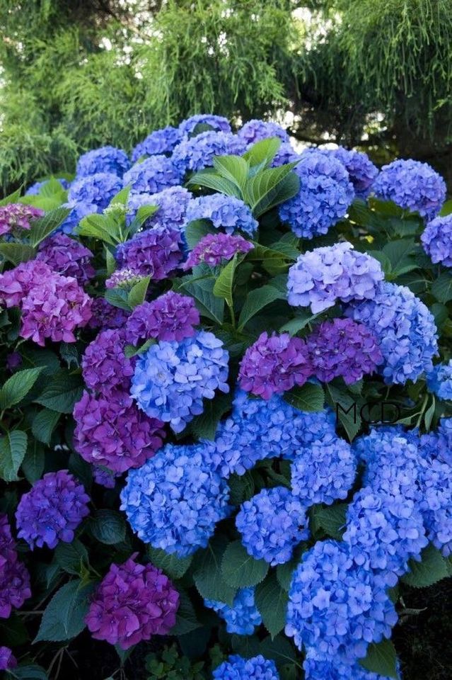 90563740_2574728862764915_4926817110488776704_o