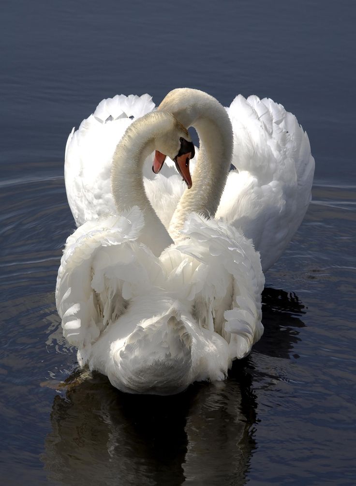 Mute Swans, cygnus olor, Lake Ontario