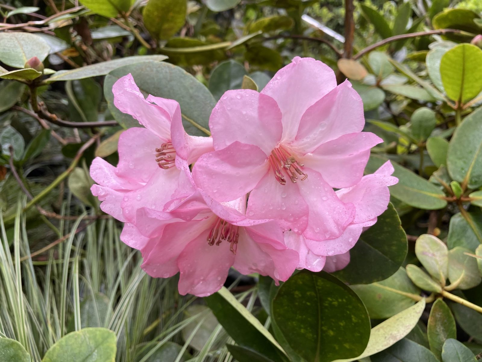 91B6A88E-5B90-4FB4-9CF9-653D018094E3