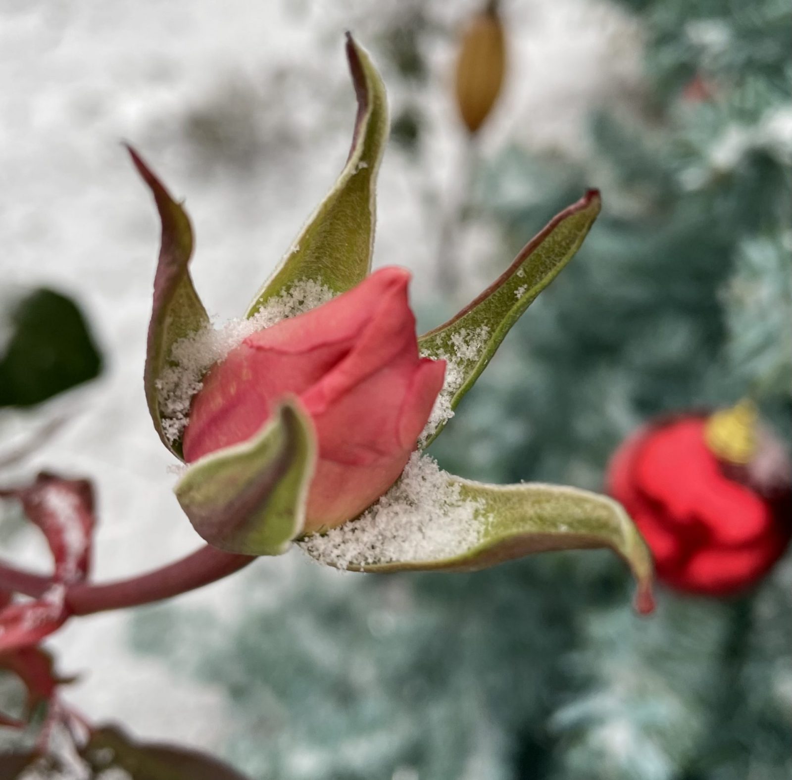 9272E0FE-3AF4-43DC-9D24-17303DCACAFE