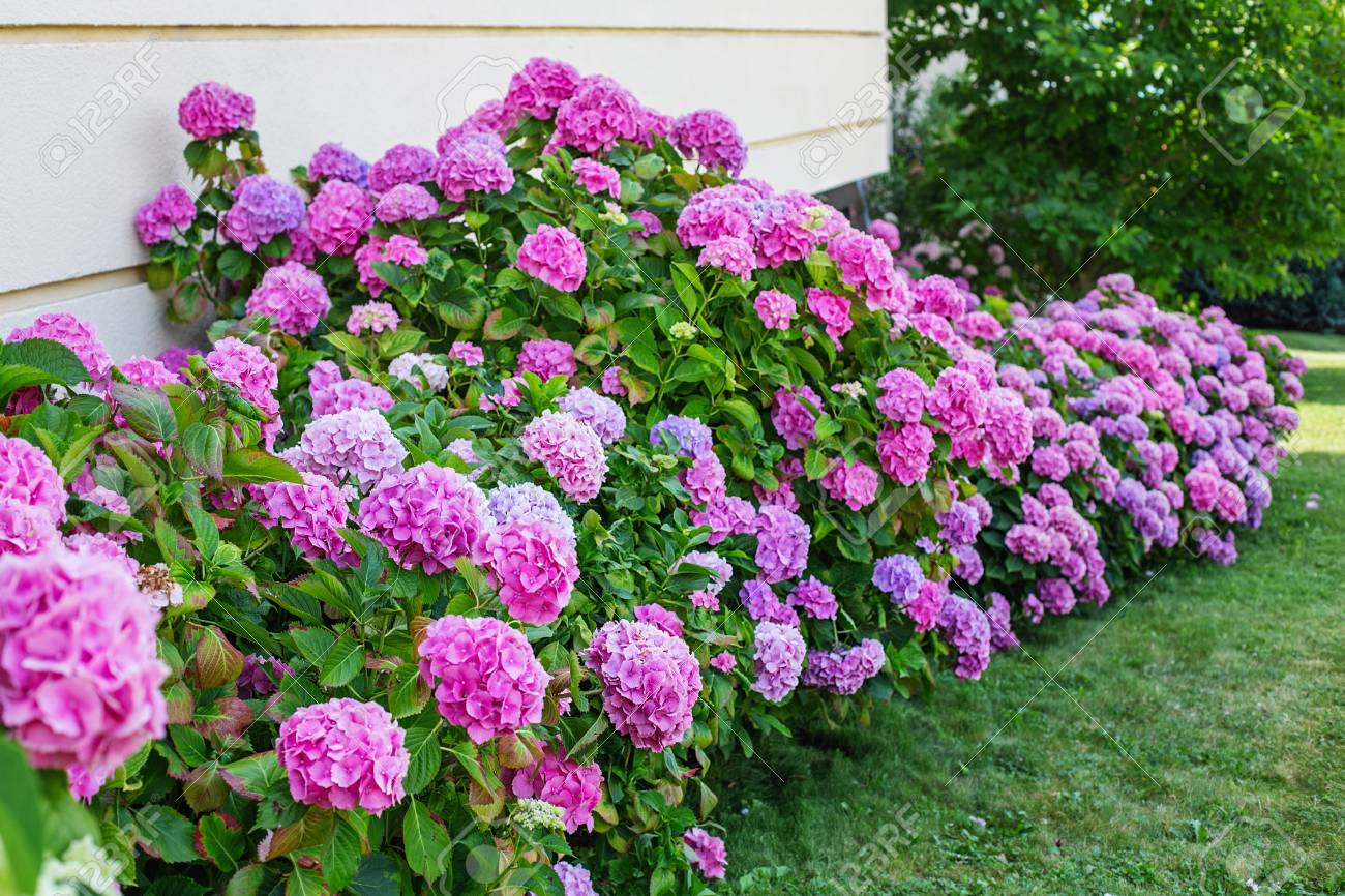 Hydrangea is pink, blue, lilac, violet, purple, white flowers ar