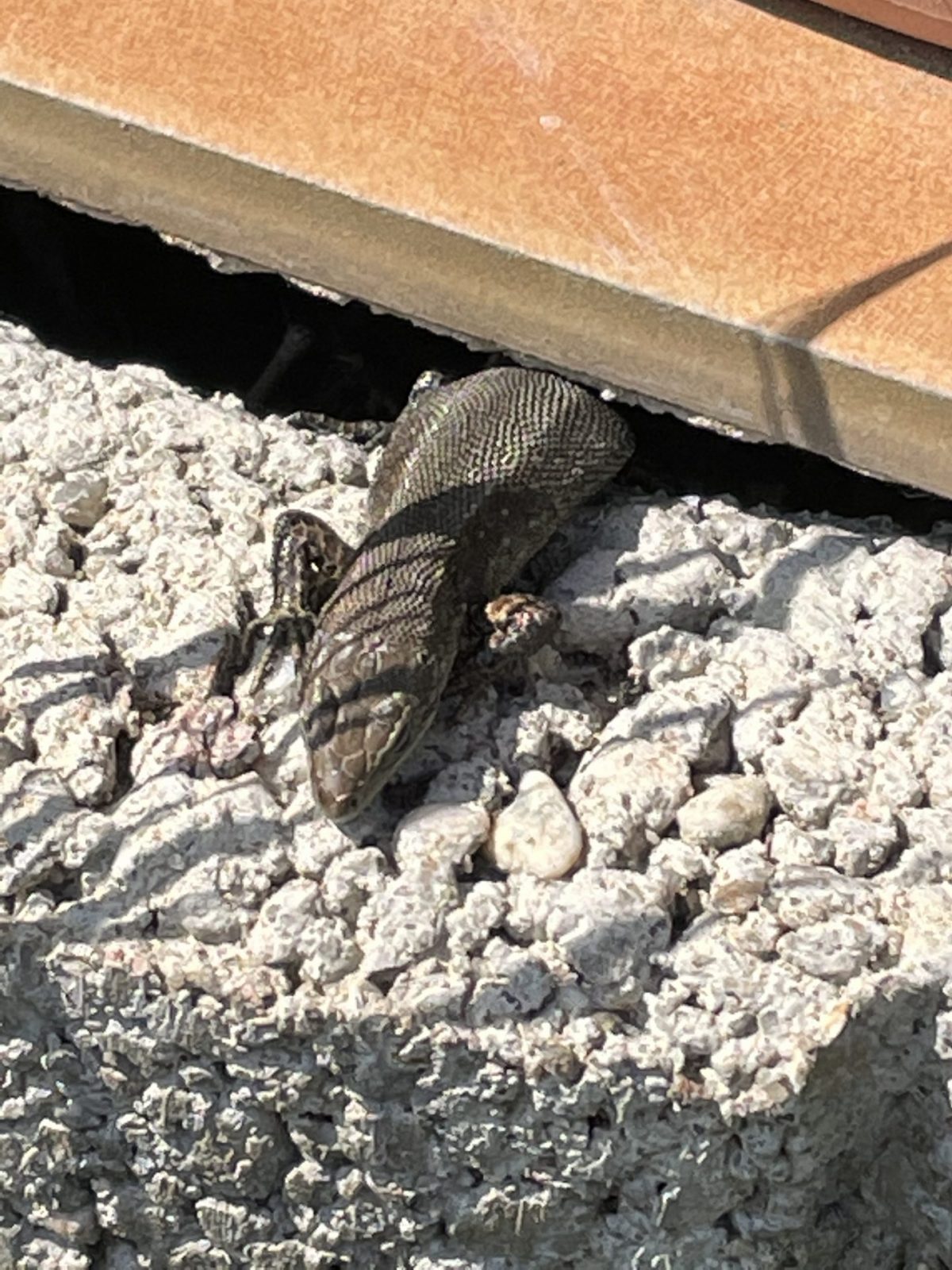 93D72057-CB5C-4757-BF4B-81E8C38F8F8F