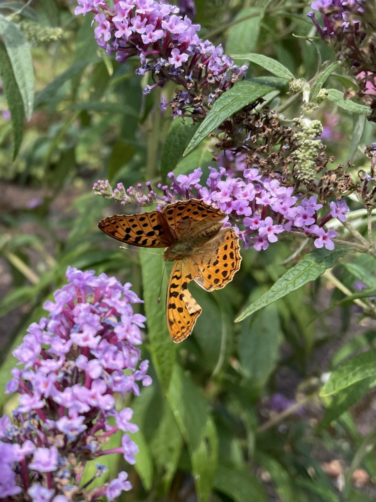 9440E262-F8AF-4B01-BA45-812DE4109341