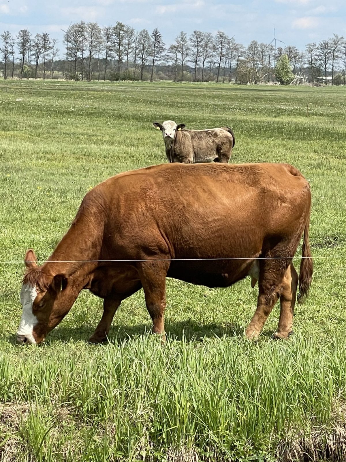 9651B990-D632-4DE0-B7E9-DDBB3EF7FE95