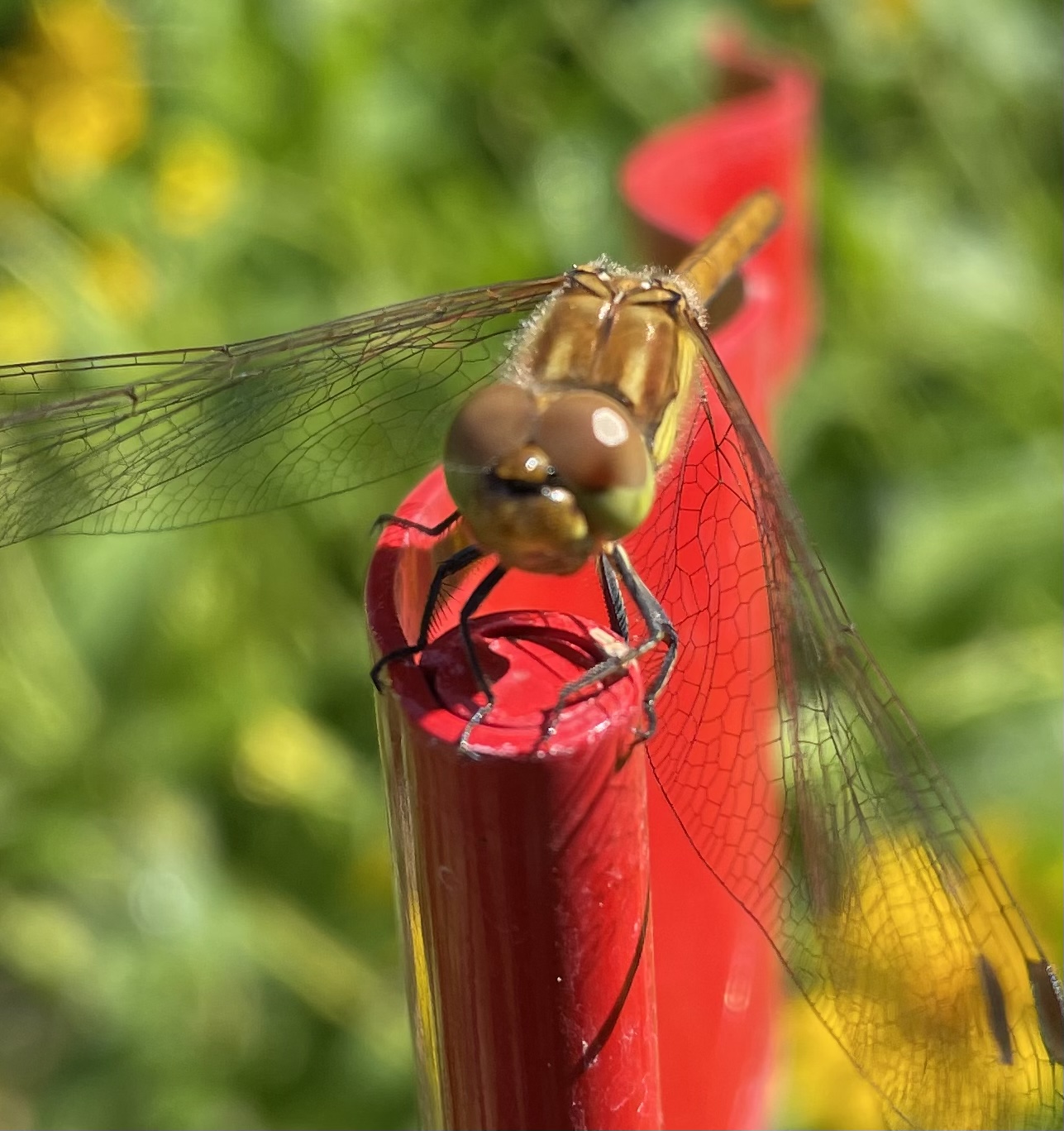 97986A0D-AEEE-4B33-B719-5AF4B7C824CD