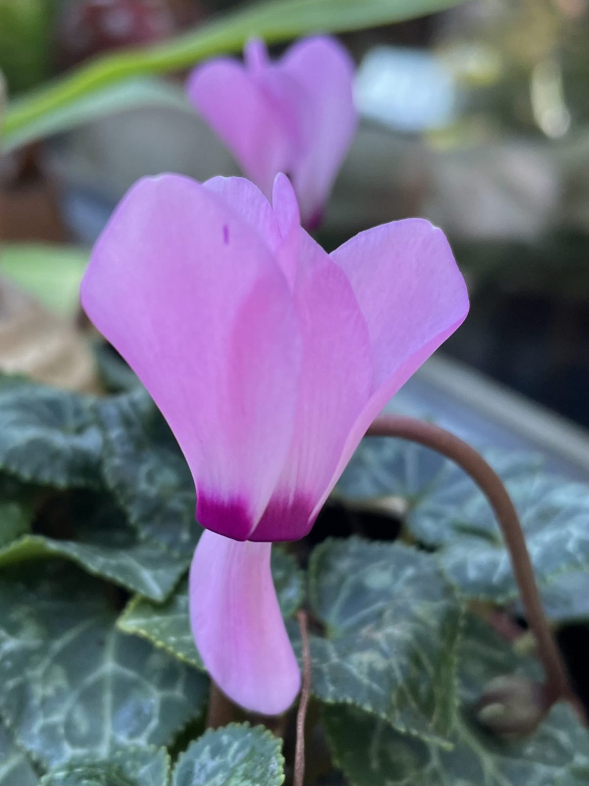 97CEDB94-7956-464E-B110-88342E3A55D6