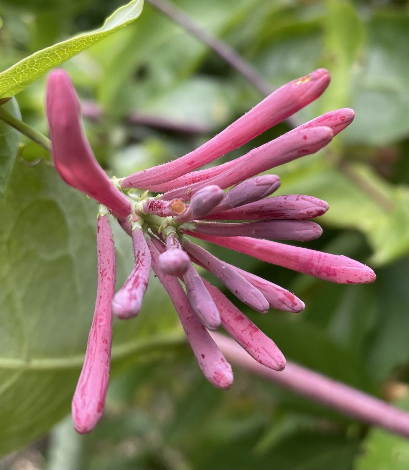 985CA5B0-C653-4772-AD37-E9C0221270FA