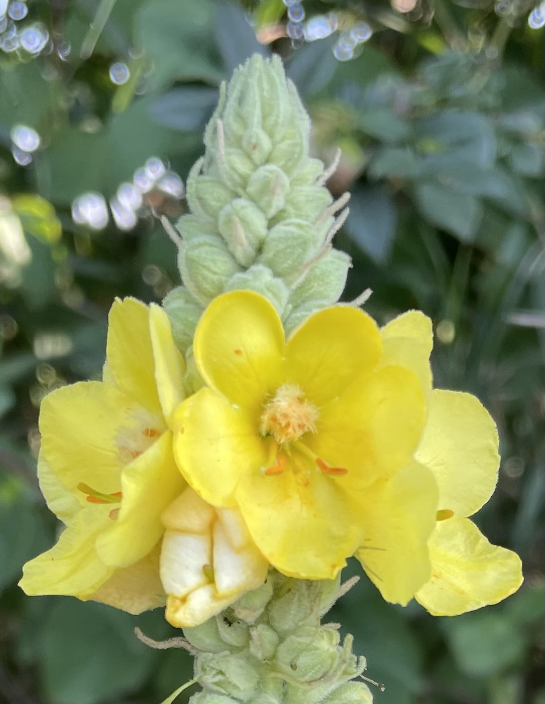 986FADF9-9563-48AF-B5E8-6DC3612B121B