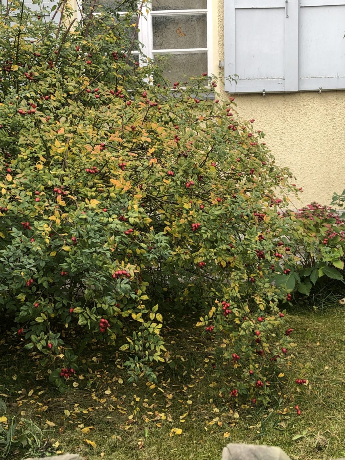 98D32E56-4BB1-4B05-8069-A96711FF328E