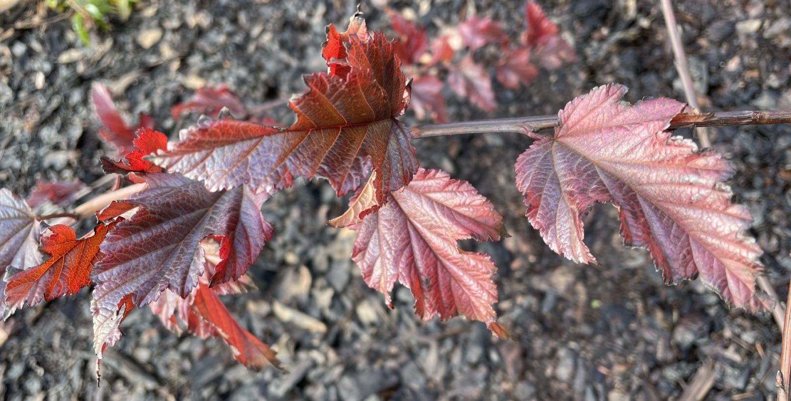 98D4EB4E-C9FE-44D6-A699-DE5F24041AC5