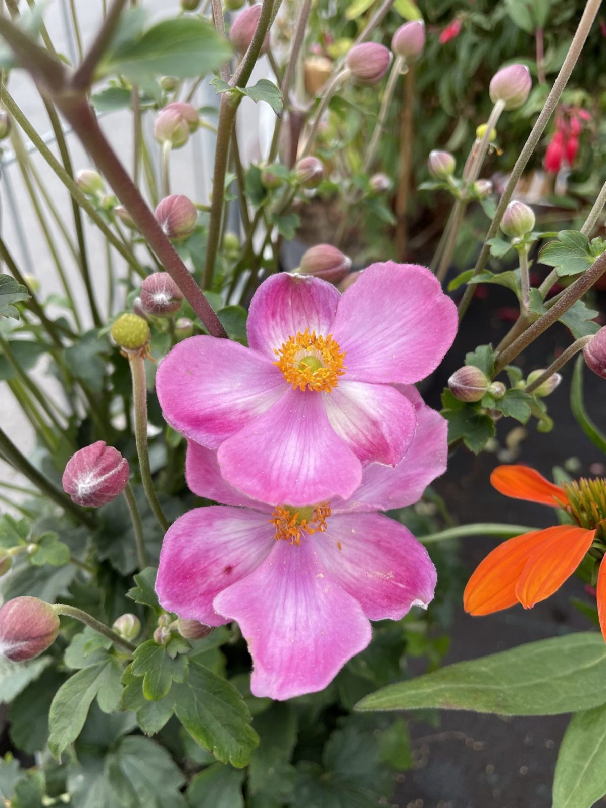 99D0D1EF-4C5A-4F02-9FBD-BBB58FFDE165