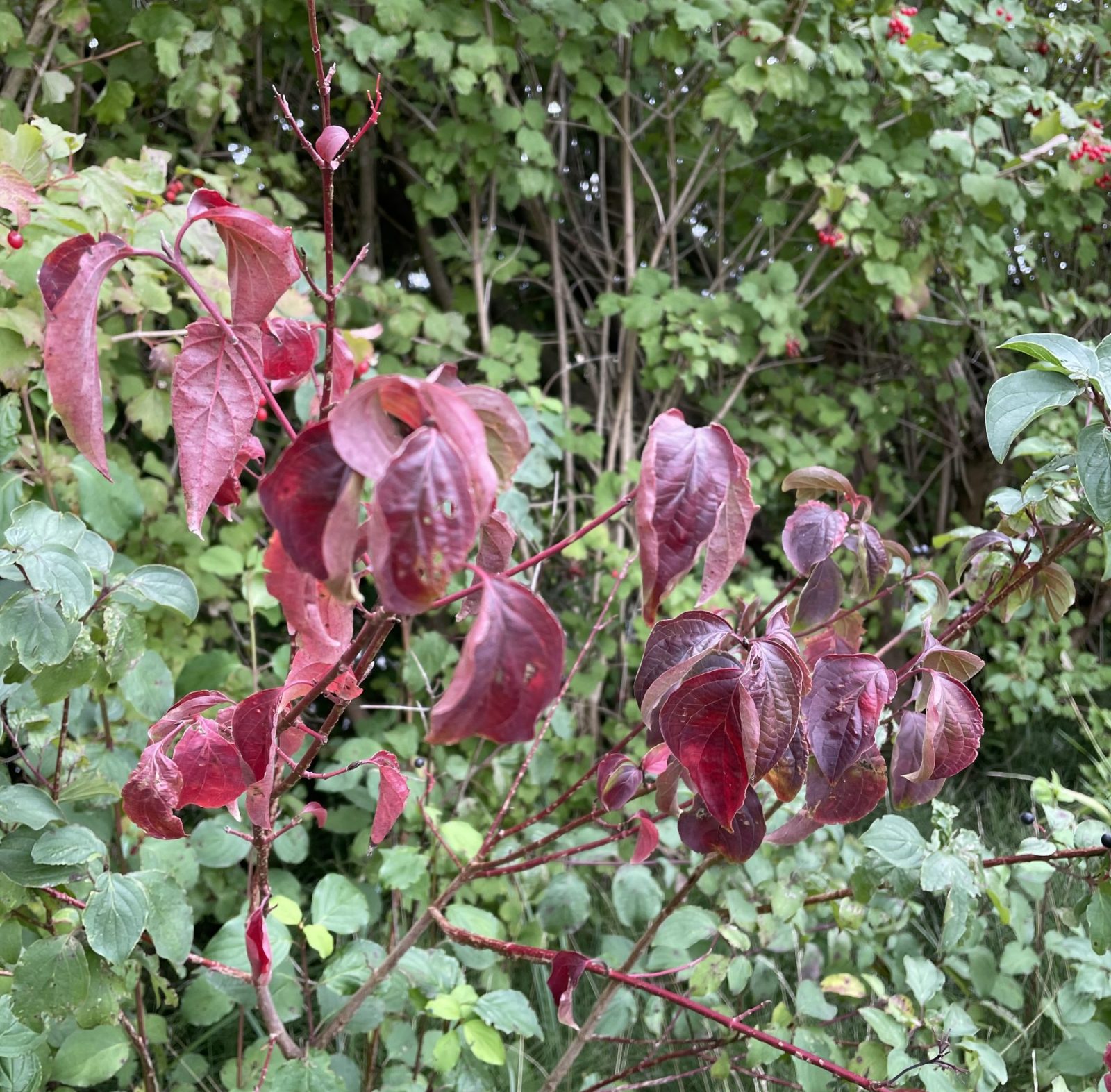 9BB1B16E-7B0C-453A-8725-B2D8A43D3810