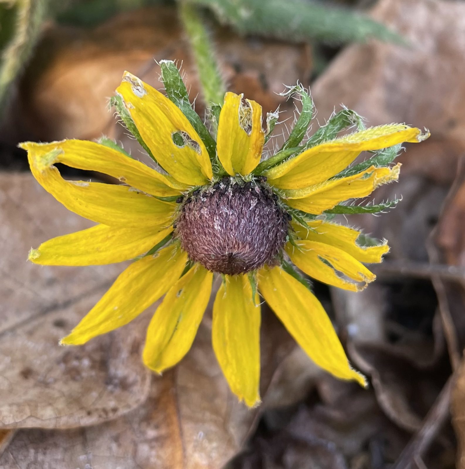 9C3AE2E8-61FD-443E-A319-9F0C720404B3