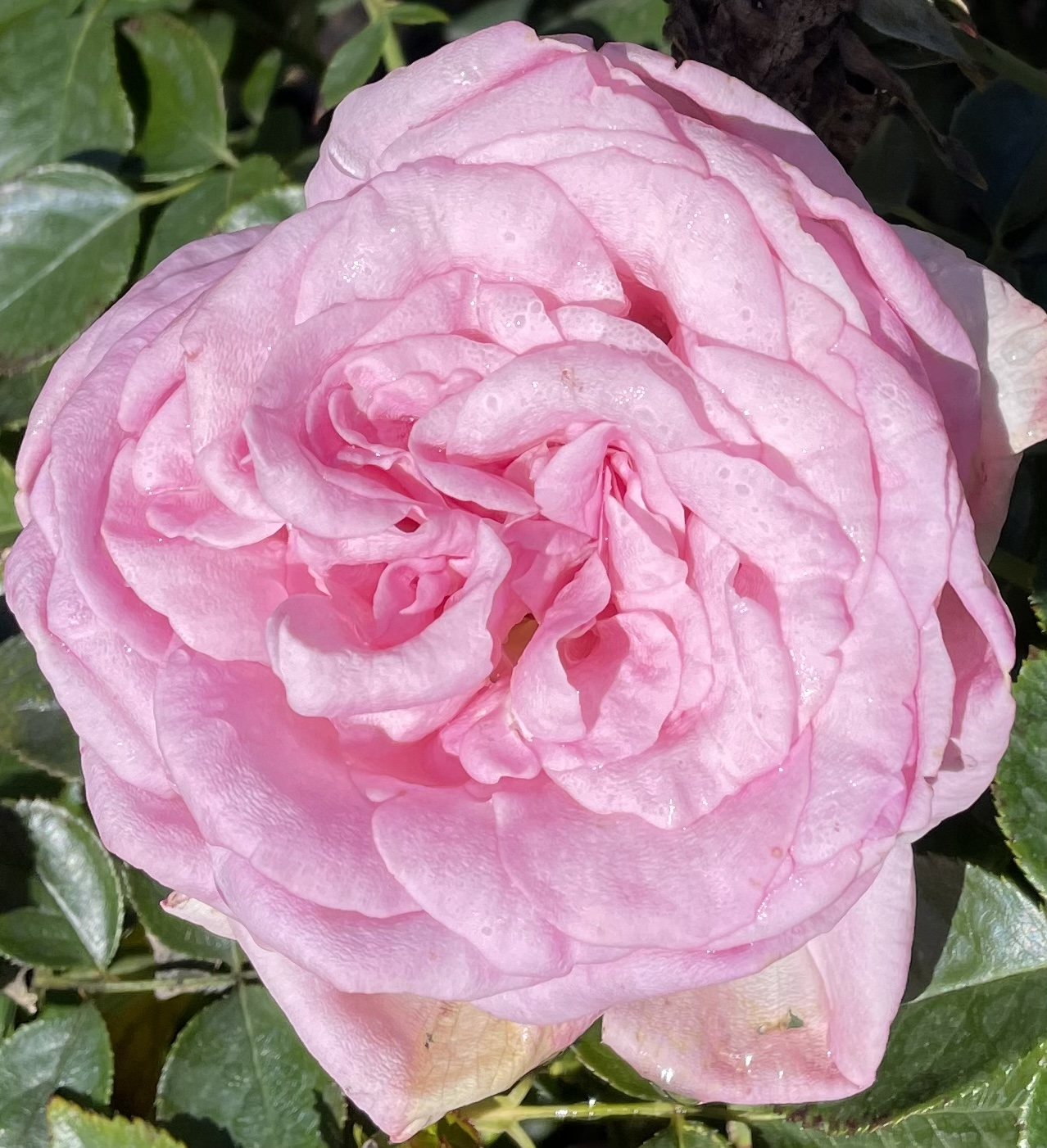 9D627F58-BF87-451E-B5A5-8467EC37086C