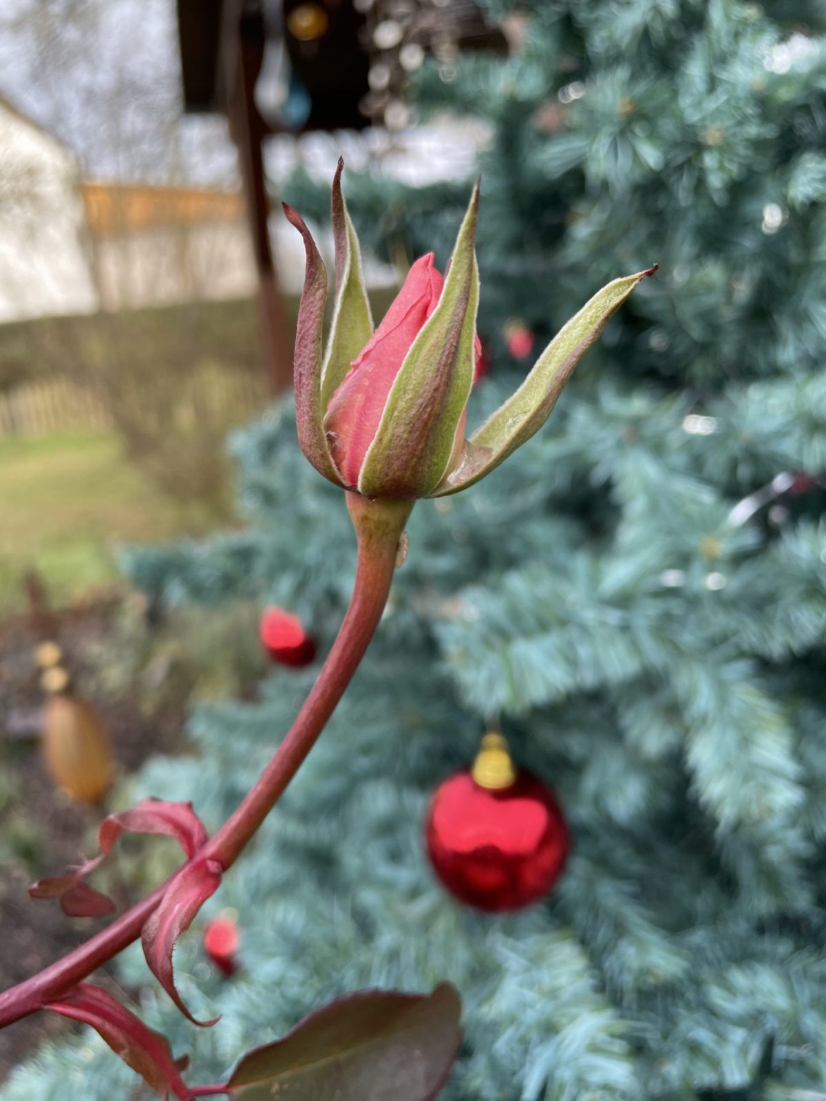 9D8A3FE5-0D71-4B57-9BD5-36AAD2C77140