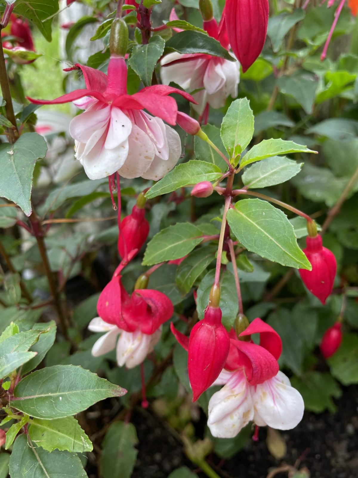 9FF97A27-46CE-4E26-8998-9E1930696E6B