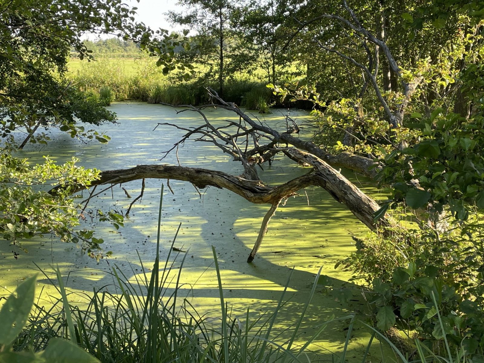 A00B4782-387B-48CD-9C9A-17F940F15F0D