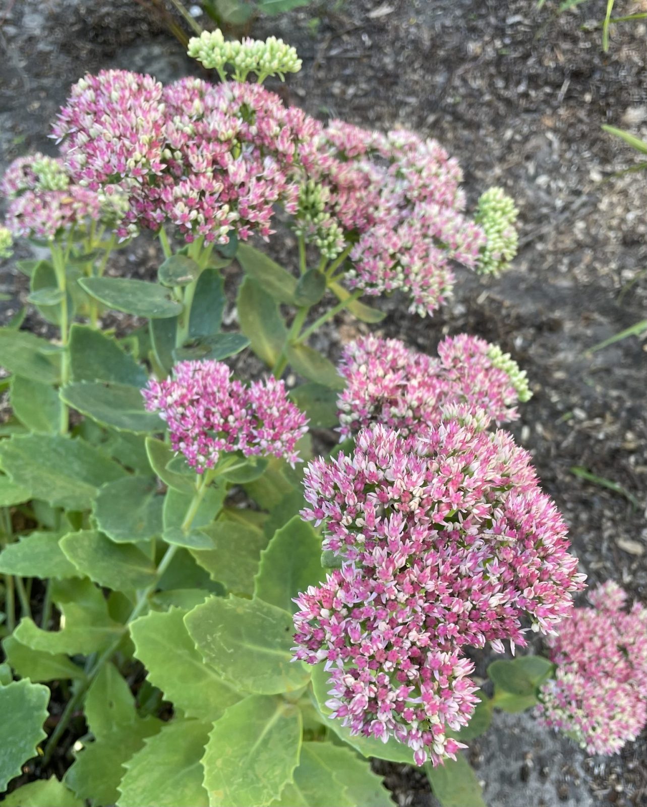 A0F7EEED-AAEF-429B-907B-8B0C5BD450BB