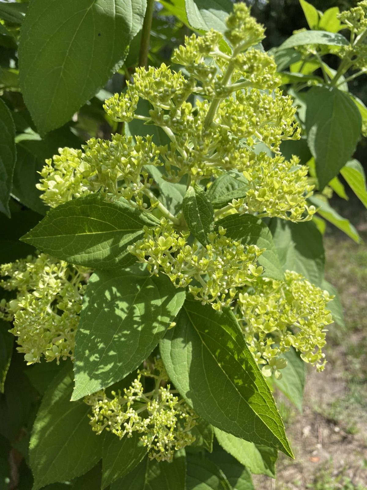 A19DB4A2-C284-4270-AFBA-20F3DC093664