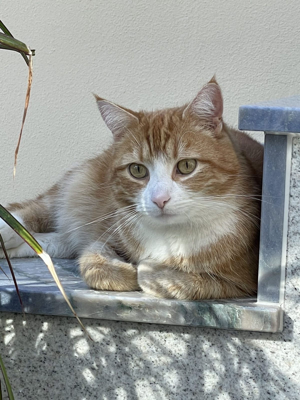 A1E839F7-DED9-4E82-AA18-BE4B7CB35F0B