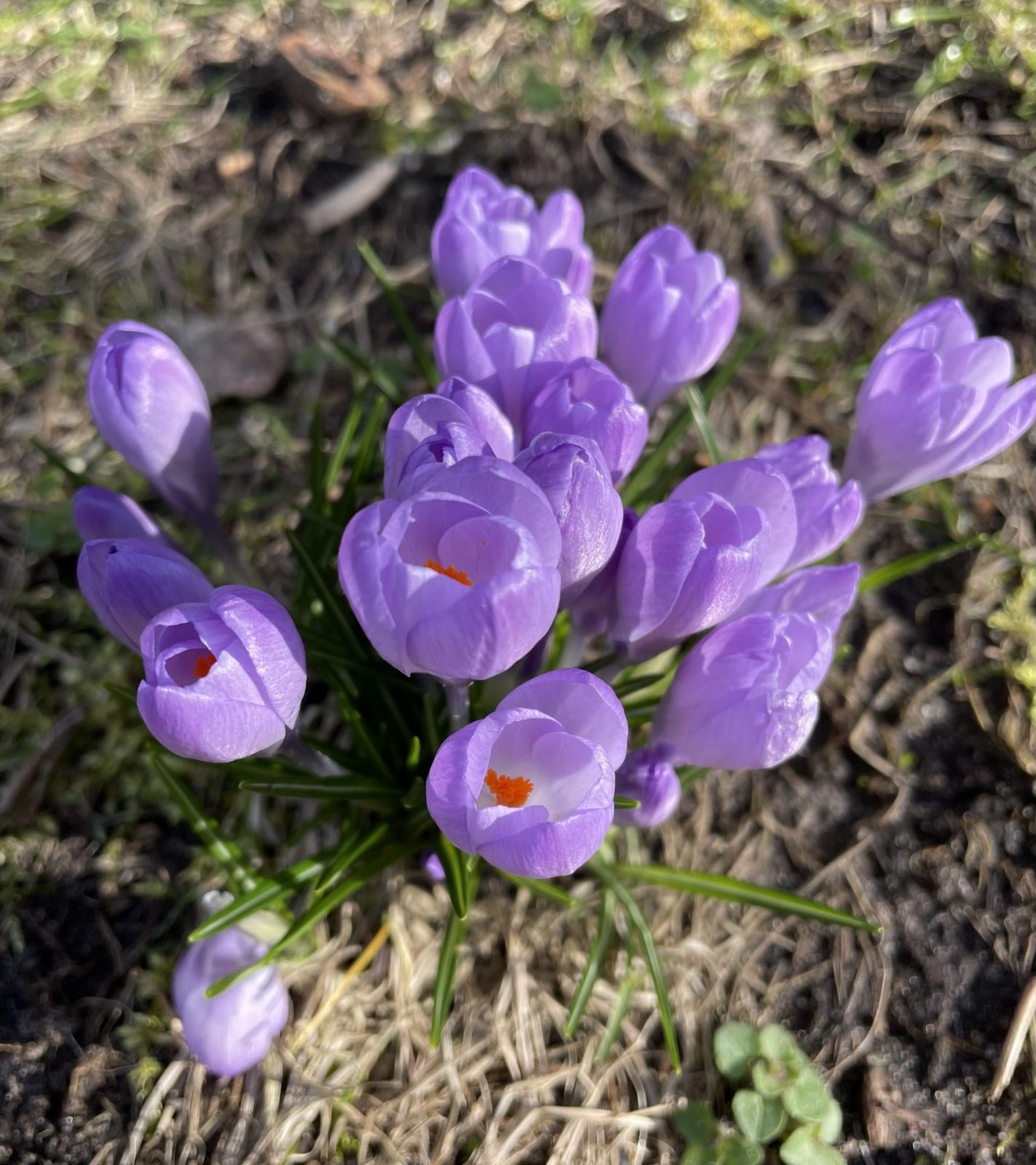 A245B903-F87F-48F2-BAF1-39EF5707364C