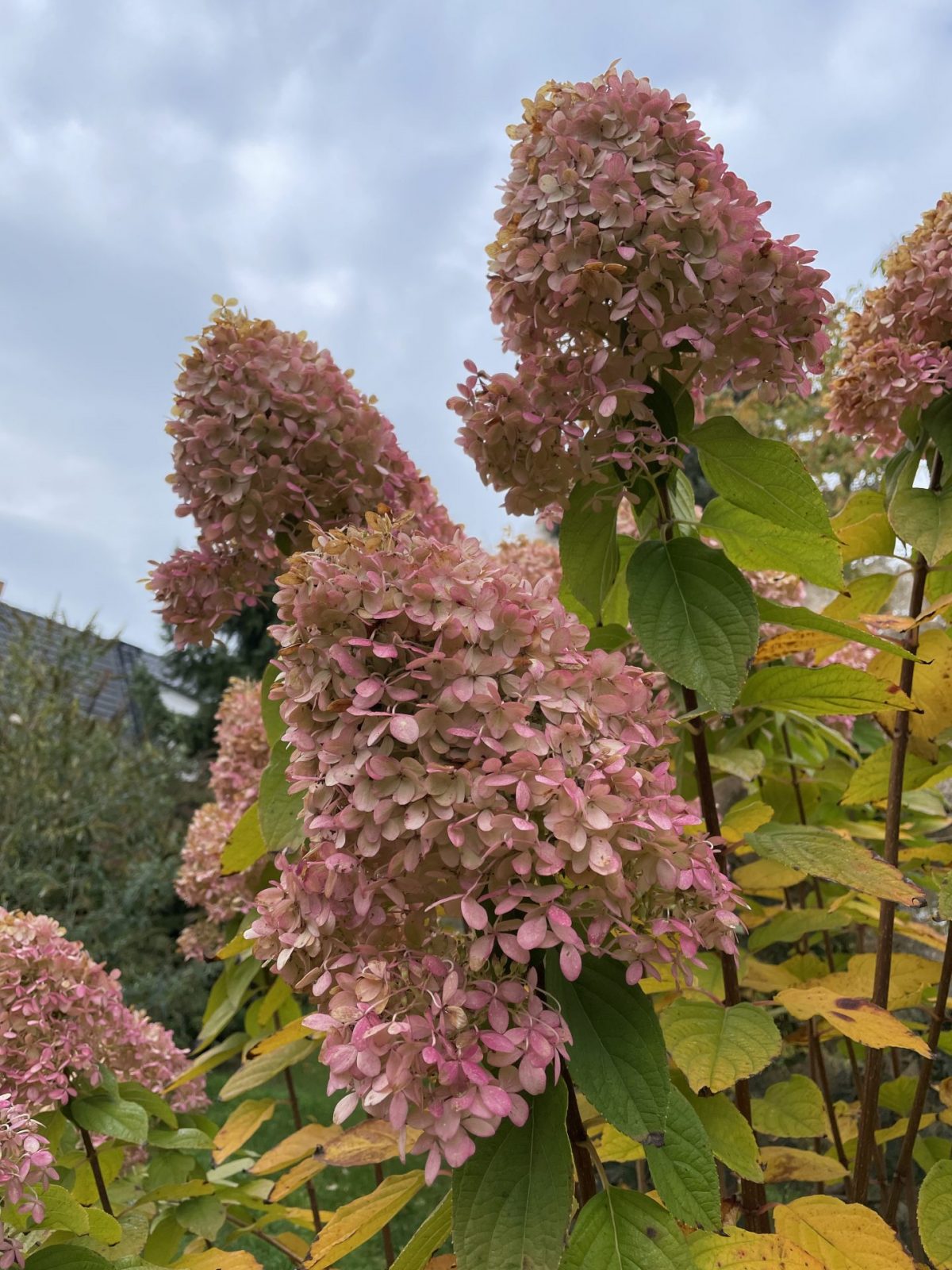 A264E711-3E2A-4BBB-8FCA-C41289D77FE0