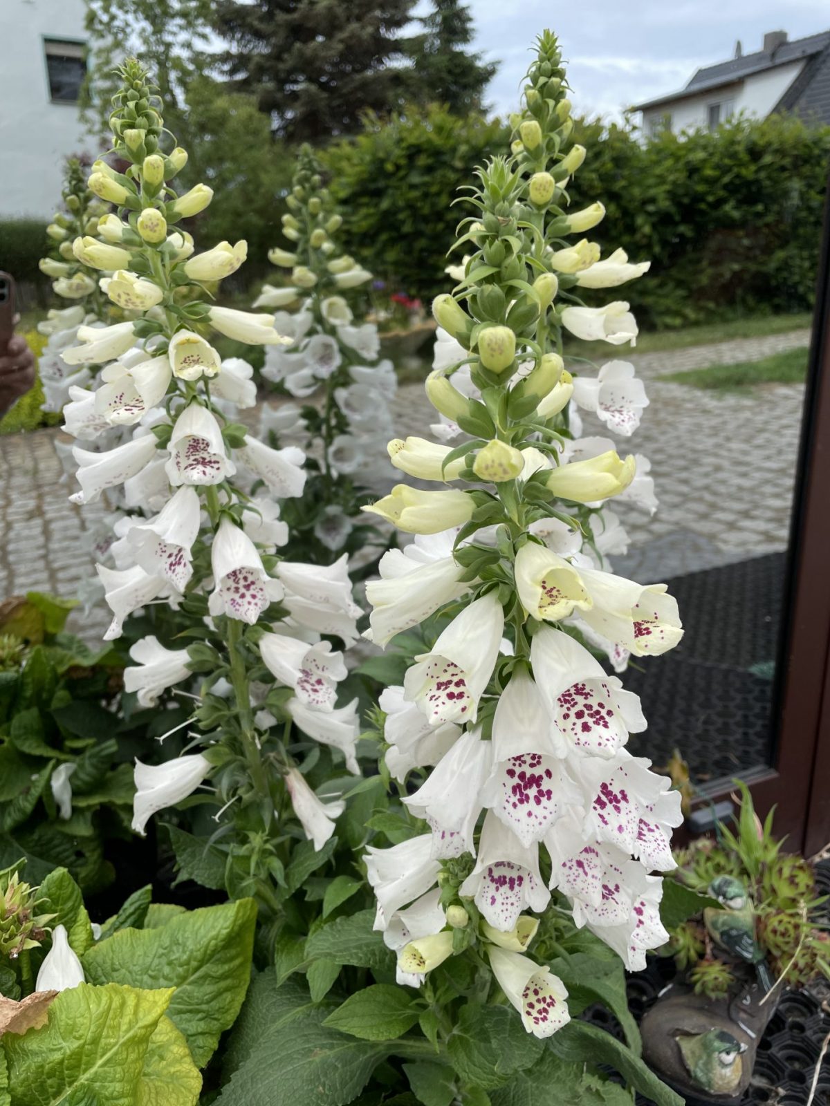 A26CFAE6-F3C4-4D15-8102-27F7CC347A68